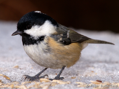 Coal Tit © Roger Butterfield