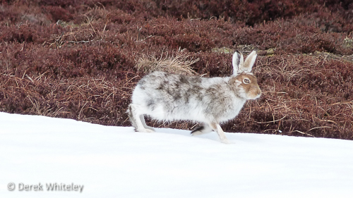 Mountain Hare © Derek Whiteley
