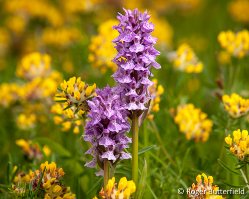 A pair of southern marsh orchids (Dactylorhiza praetermissa) growing amongst kidney vetch (Anthyllis vulneraria). Photographed near Anston Stones Wood, South Yorkshire.
