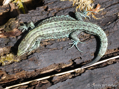 Viviparous Lizard © Derek Whiteley
